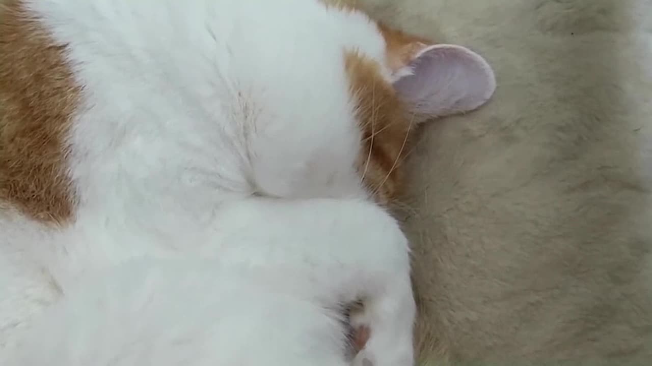 Snoring Cat