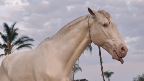 The Horse of the Secret Kingdom The thoroughbred