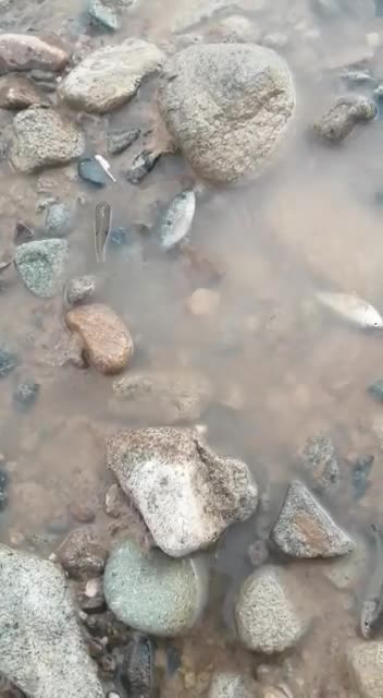 Autoridades investigan presunto derrame de cianuro en el río Magdalena