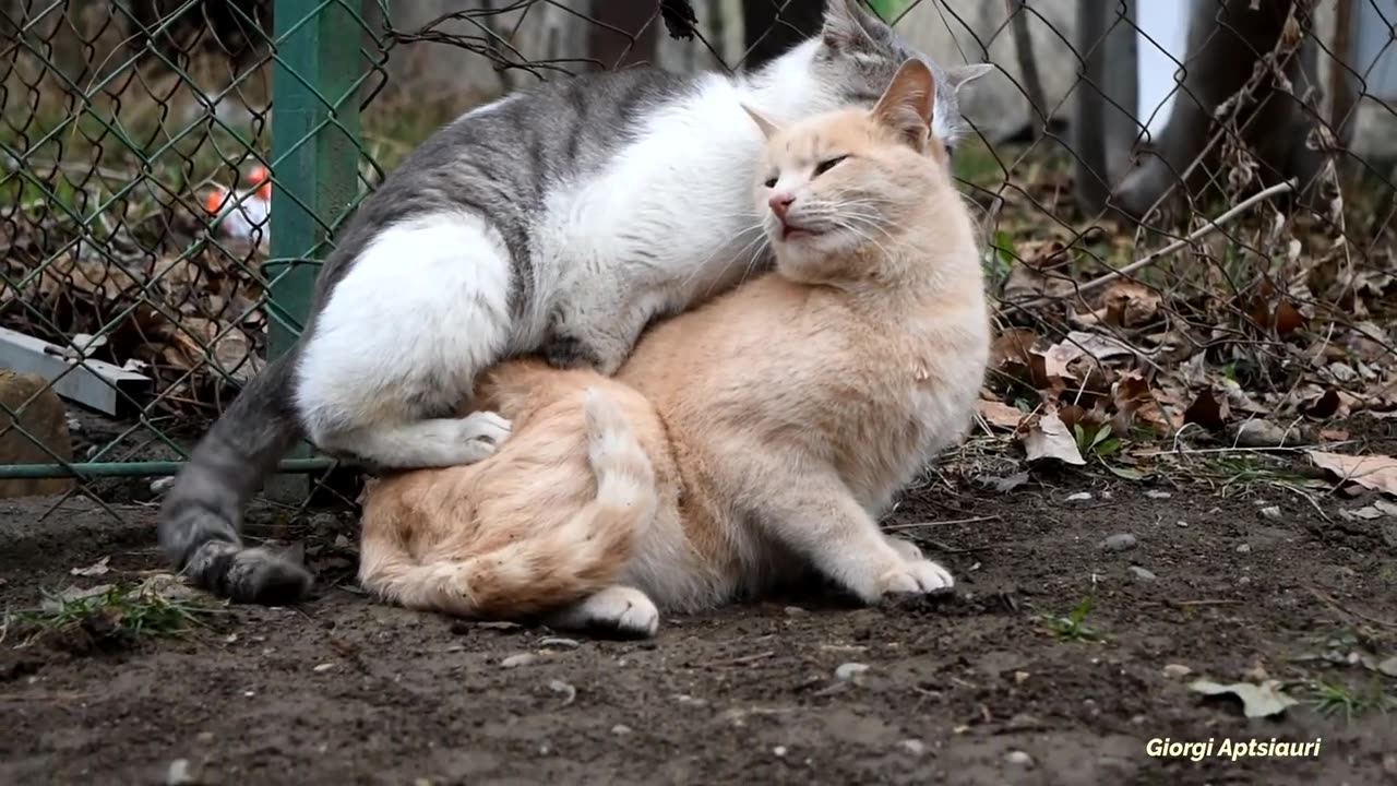 CATS MATING HARD