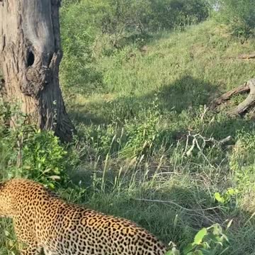 Lion tiger Fails To Catch Gazelle In Epic Safari Footage