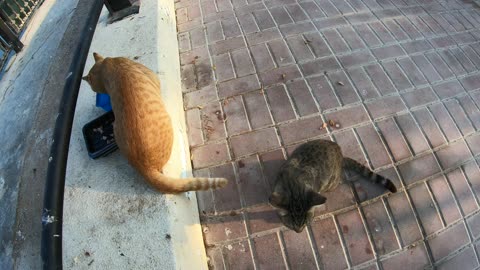 ED SHEERAN & MICHAEL JACKSON - Homeless cats in Ras Al Khaimah, UAE #cat #EdSheeran #MichaelJackson