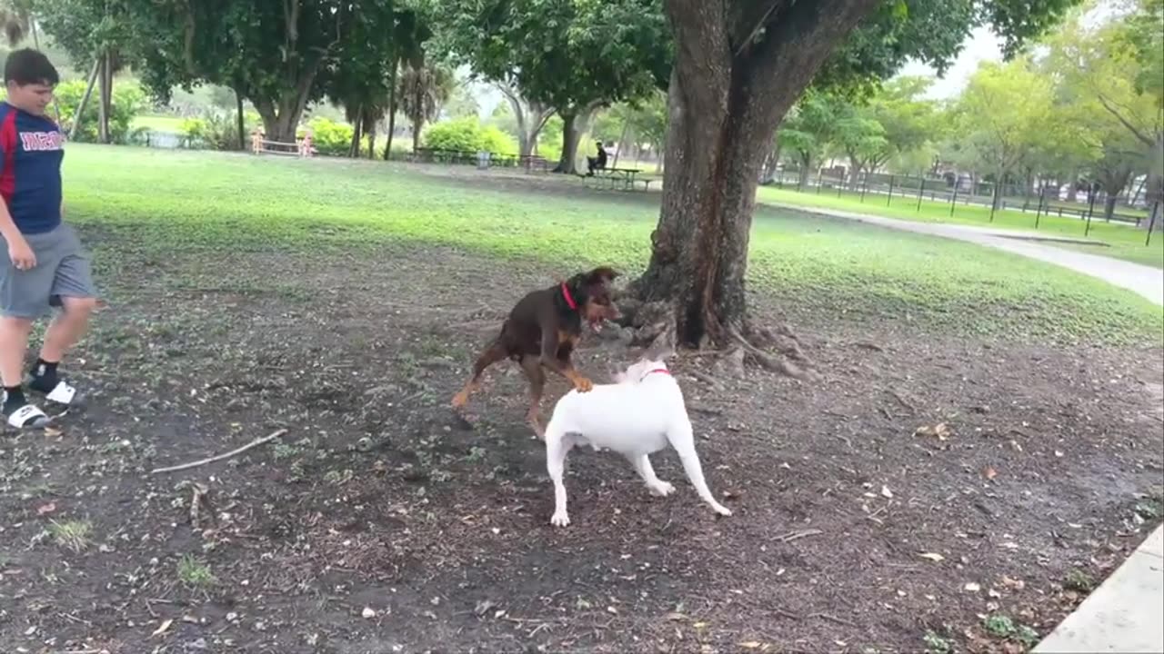 Doberman attack on dogo Argentina