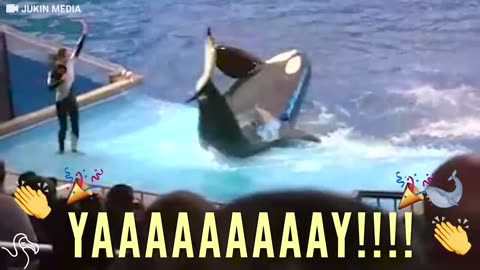 SeaWorld’s Downward Spiral In One Perfect Blooper