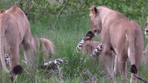 12 LIONS attack LEOPARD!