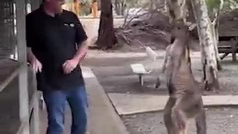 Crazy Kangaroo 😆🤣😂