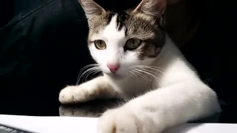 Cat playing spoiled
