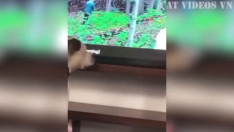 Funniest Cats and Dogs Compilation
