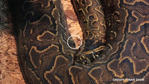5 Biggest Snakes Ever Found On Earth
