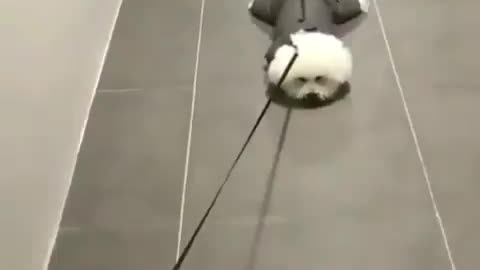 2023's Funniest Animal Moments