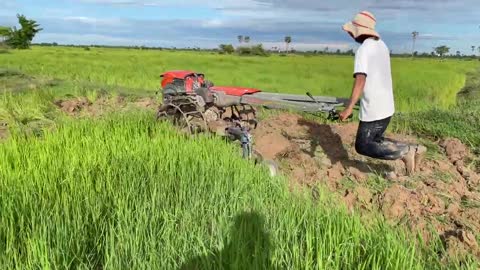Tractor Plowed Rice Discard