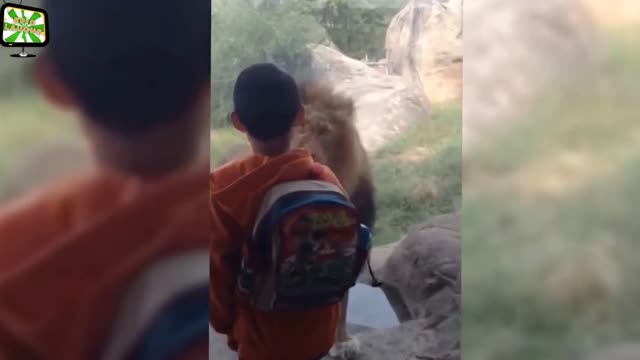 Animals attacks on humans in Zoo /Lions/Tigers/Bears/Gorillas