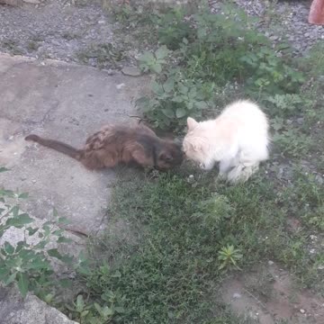 Serge and Musyusik in the yard