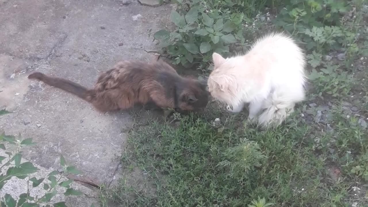 Serge and Musyusik in the yard