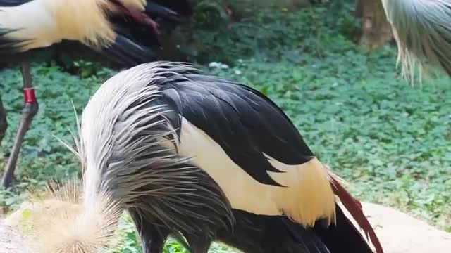 To achieve a free - crowned crane