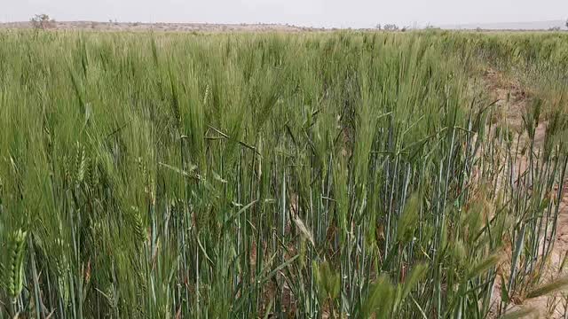 Wheat field