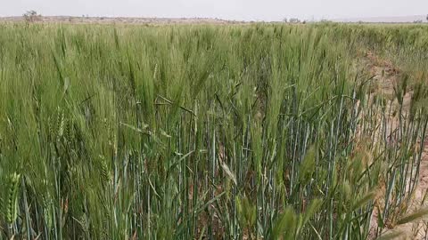 Wheat field