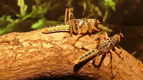 Special Wildlife Animals in 4K