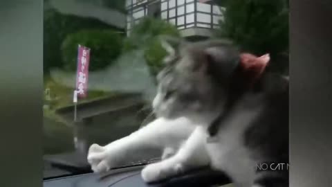 Try Not To Laugh Watching Funny Cat Videos