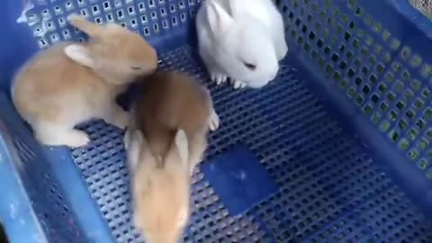 Baby Rabbit