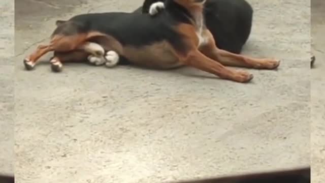 Never give your back to a cat