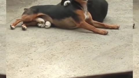 Never give your back to a cat