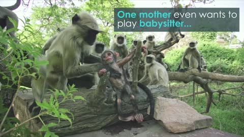 Monkey Troop Mourns the Death of Baby Together _ BBC Earth