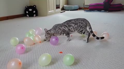 Bengal Kitten Vs Balloons