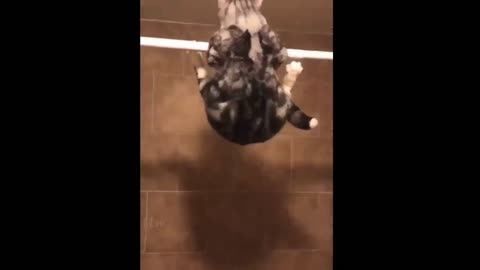 Giggles Guaranteed: Funniest Videos You Won't Want to Miss
