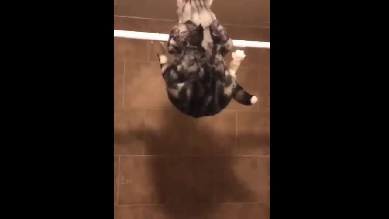 Giggles Guaranteed: Funniest Videos You Won't Want to Miss