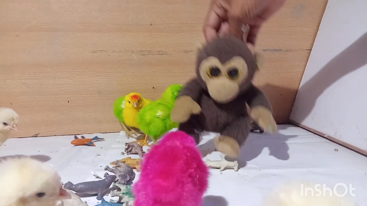 chicks