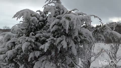 Winter Art.