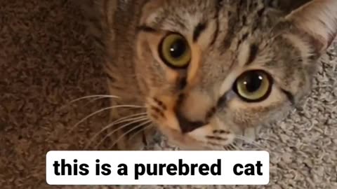 In-bread Cat