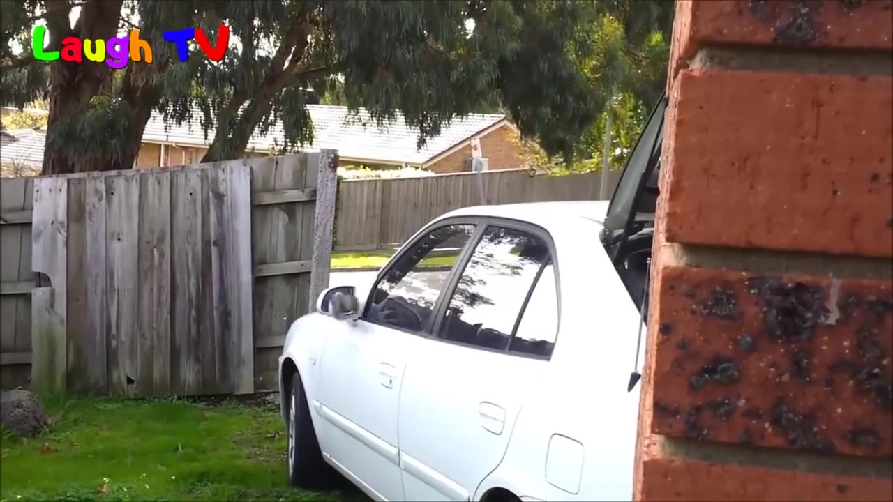 Animals in Mirrors Hilarious Reactions Compilation | Funny Animal Videos