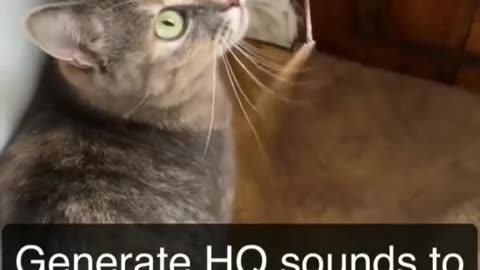 Sounds that attract cats - Meow to make cats come to you.