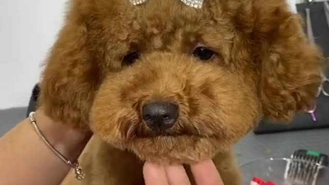 #pets #petlover #dog#doglover #cutebaby #cute #animals #lovely