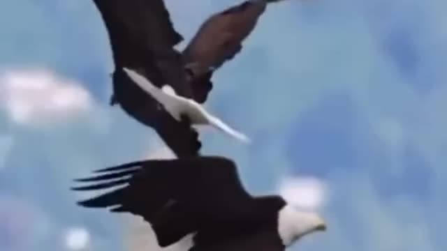 Eagles Dancing