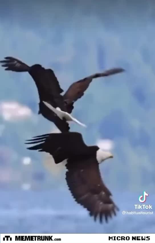 Eagles Dancing