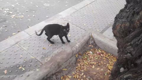 Pantera is little cat needs home