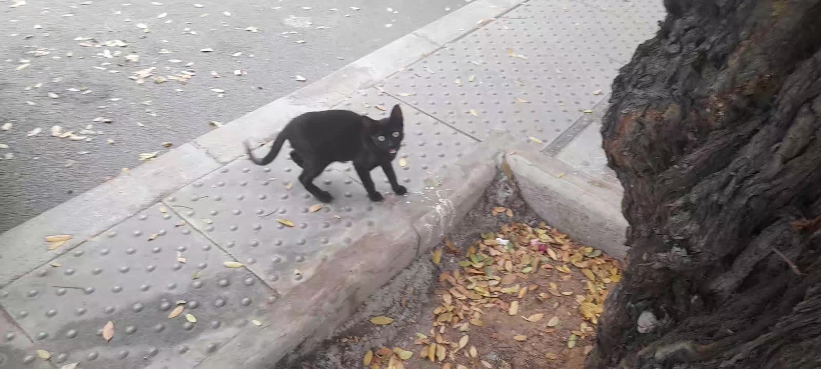 Pantera is little cat needs home