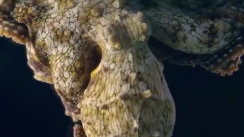 Chameleon power of the Octopus 😊