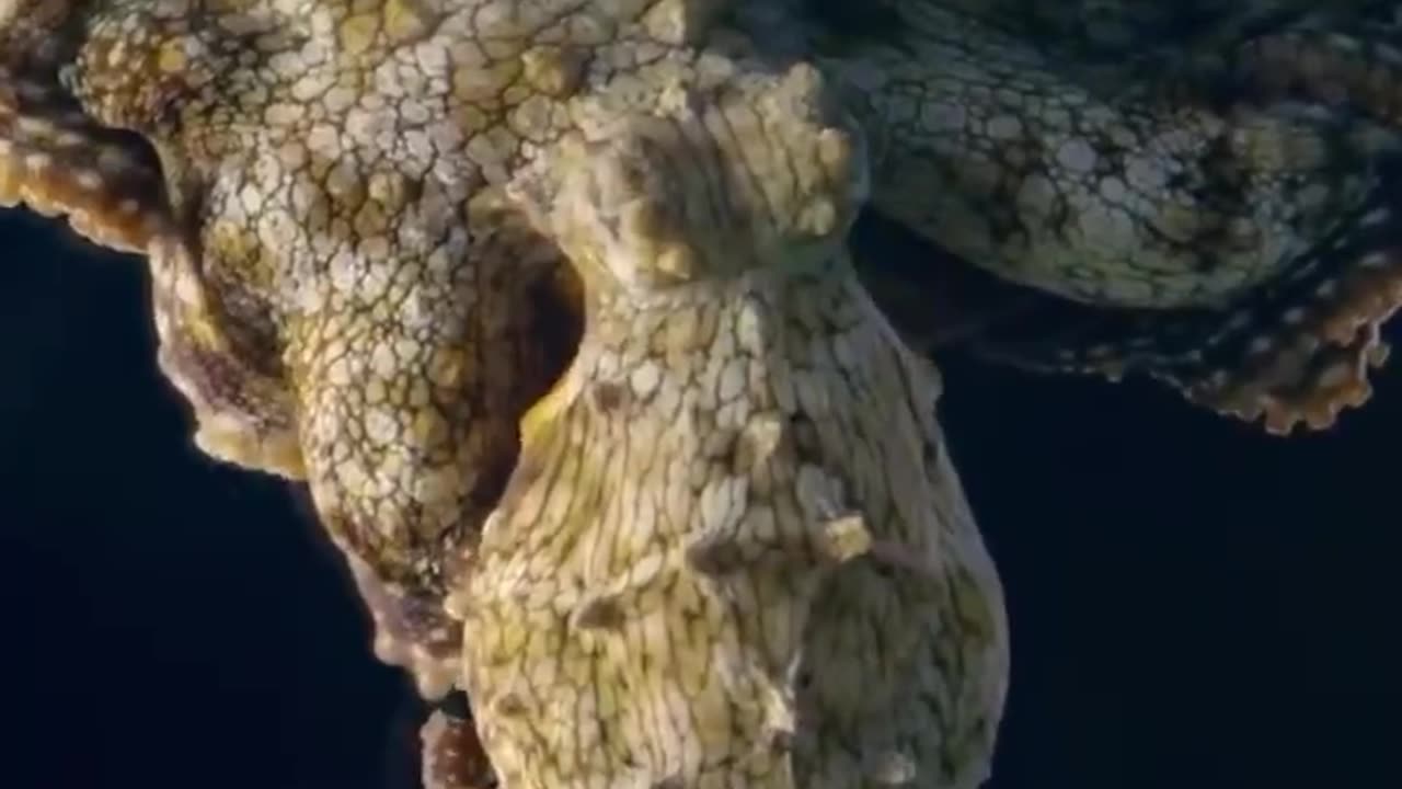 Chameleon power of the Octopus 😊