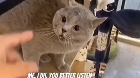 The Cattitude 😂