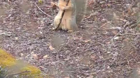New York squirrels are training, they have become radicalized.