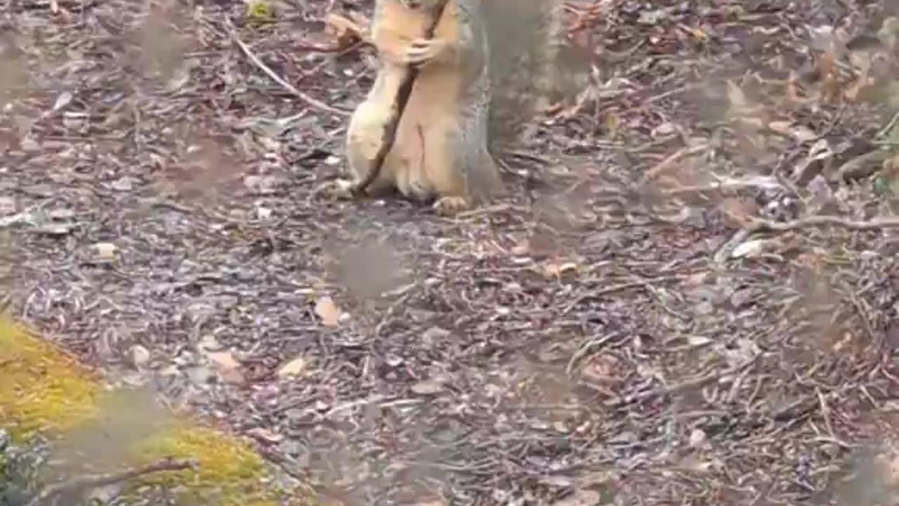 New York squirrels are training, they have become radicalized.