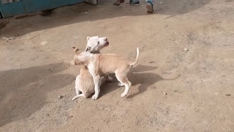 Dog kids