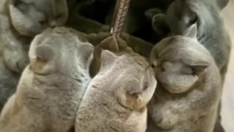 Kitten:the bug????