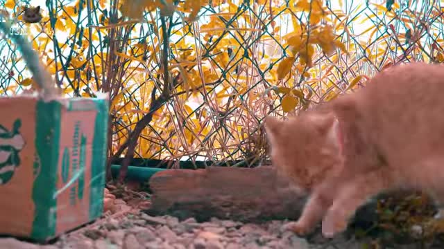 4K Quality Animal Footage - Cats and Kittens Beautiful Scenes | Viral Cat