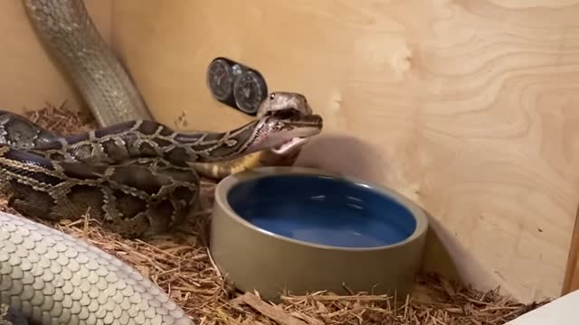 Biggest King Cobra Crushes 9ft Burmese Phyton!!!