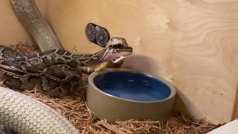 Biggest King Cobra Crushes 9ft Burmese Phyton!!!